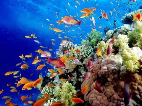Great Barrier Reef 5