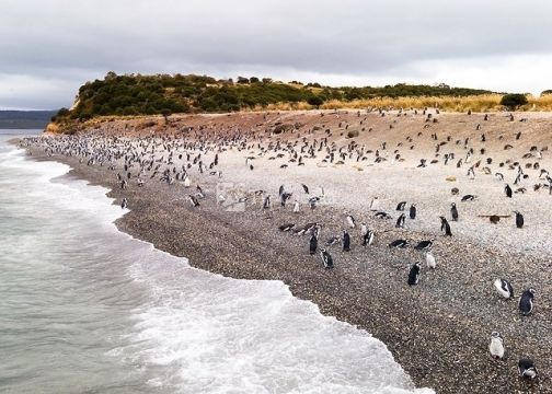 Место обитания пингвинов.