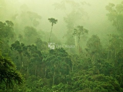Дикие леса в южной части Эспириту-Санту.