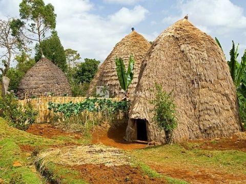 Домики племени Dorze, живущего высоко в горах на юге Эфиопии.