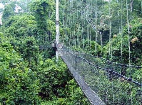Навесной мост в тропическом лесу.