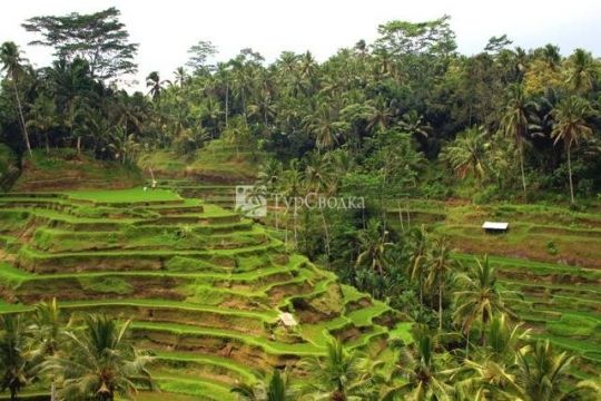 Рисовая плантация на о. Бали