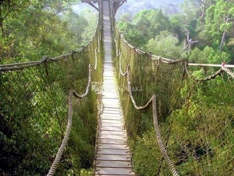 Мост обезьян