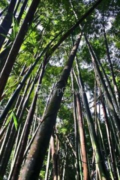 Бамбуковые рощи Тайланда.
