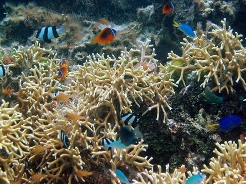 Подводный мир Тонга.