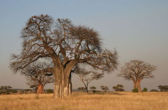 Национальный парк Тарангире. Автор: smial (talk), wikimedia.org