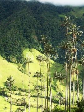 Долина дель Кокора (del Cocora).