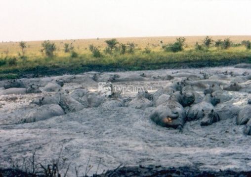 Лежбище гипопотамов в одном из национальных парков.